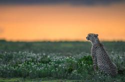 英雄联盟总决赛-绝境英雄！孔德天外飞仙，挪威上演史诗级压哨逆转