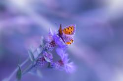 LOL赛事-魔高一丈！掘金窒息式连续得分潮压制雄鹿，班凯罗评分拉满却陷里程悲