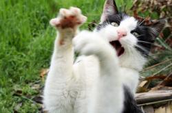 英雄联盟总决赛-利刃与风暴，当伦纳德的关键艺术瓦解老鹰之翼