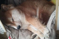 LOL赛事-双城记，英超争冠焦点战与湖人轻取浙江队的体育启示