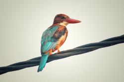 英雄联盟总决赛门票-楚阿梅尼关键时刻站出来！比利时打穿加纳绝境逆转