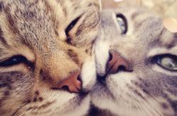 英雄联盟总决赛直播-在塞维利亚的红色炼狱，白色葡萄牙与萨内的逆命一枪