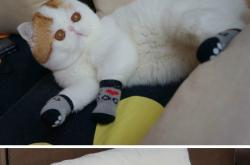 LOL决赛-风暴眼中的双城镜像，当三笘薰的孤光映照马赛的钢铁洪流