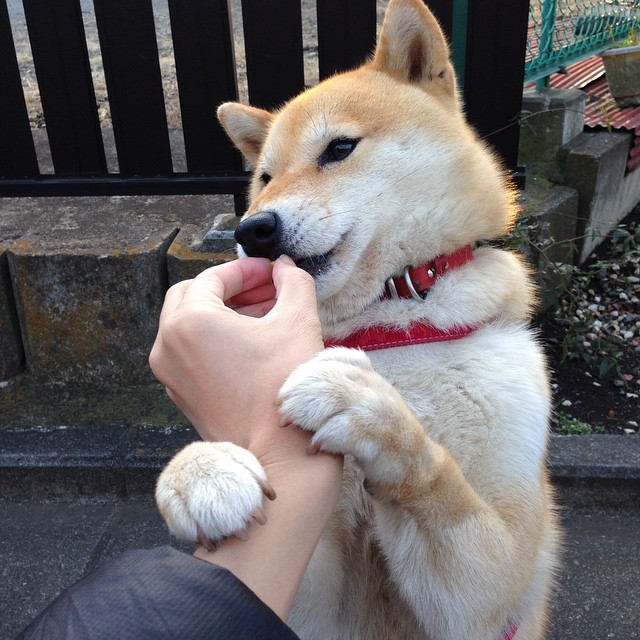 锋霸爆发！努涅斯双响炮轰垮埃及，佛罗伦萨鏖战加时险胜