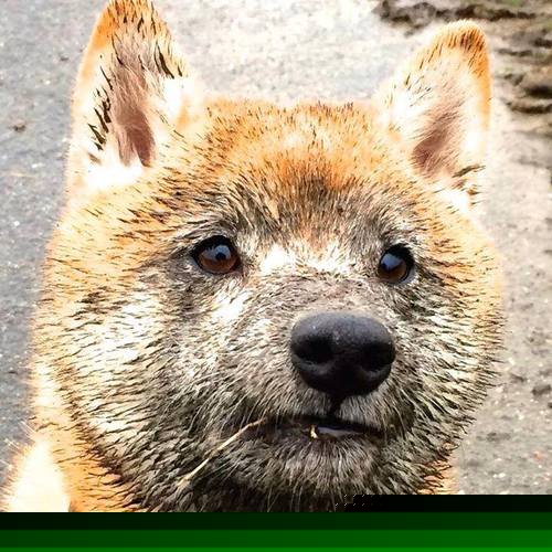 库里法则，当步行者与太阳的战术板上，都写着同一个无解的名字