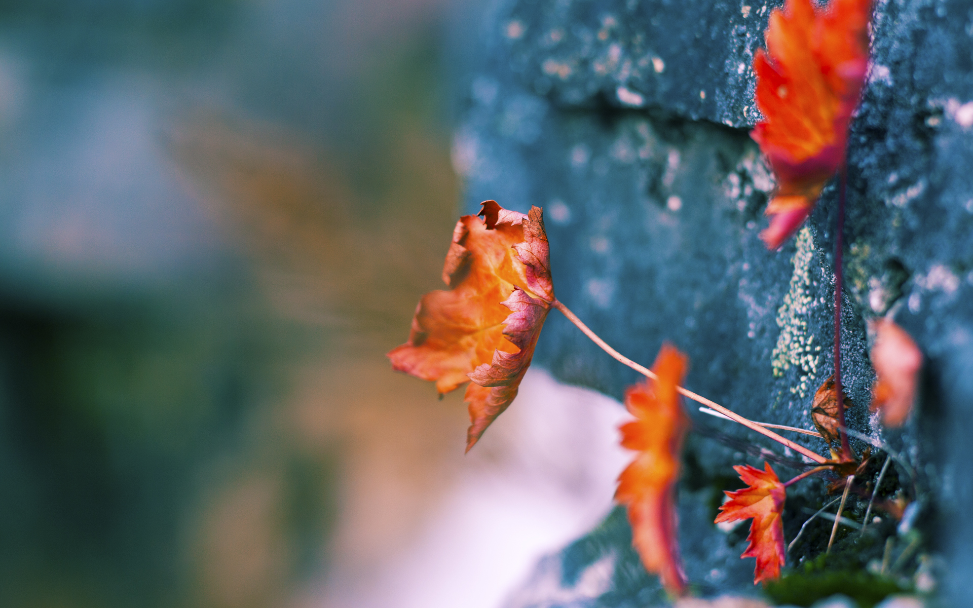 阿拉巴一链锁山海，切尔西稳稳摘下哥斯达黎加之星