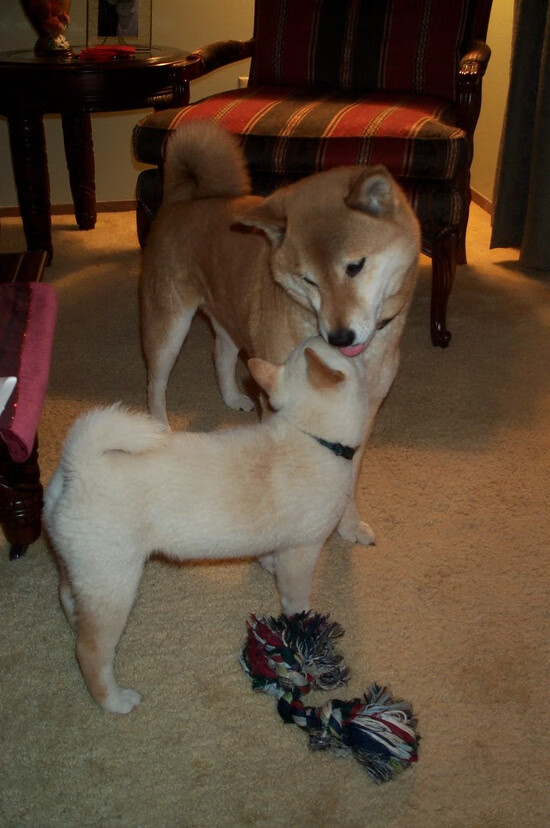 奥斯梅恩的冠军级演出，与十一个韩国人的对弈