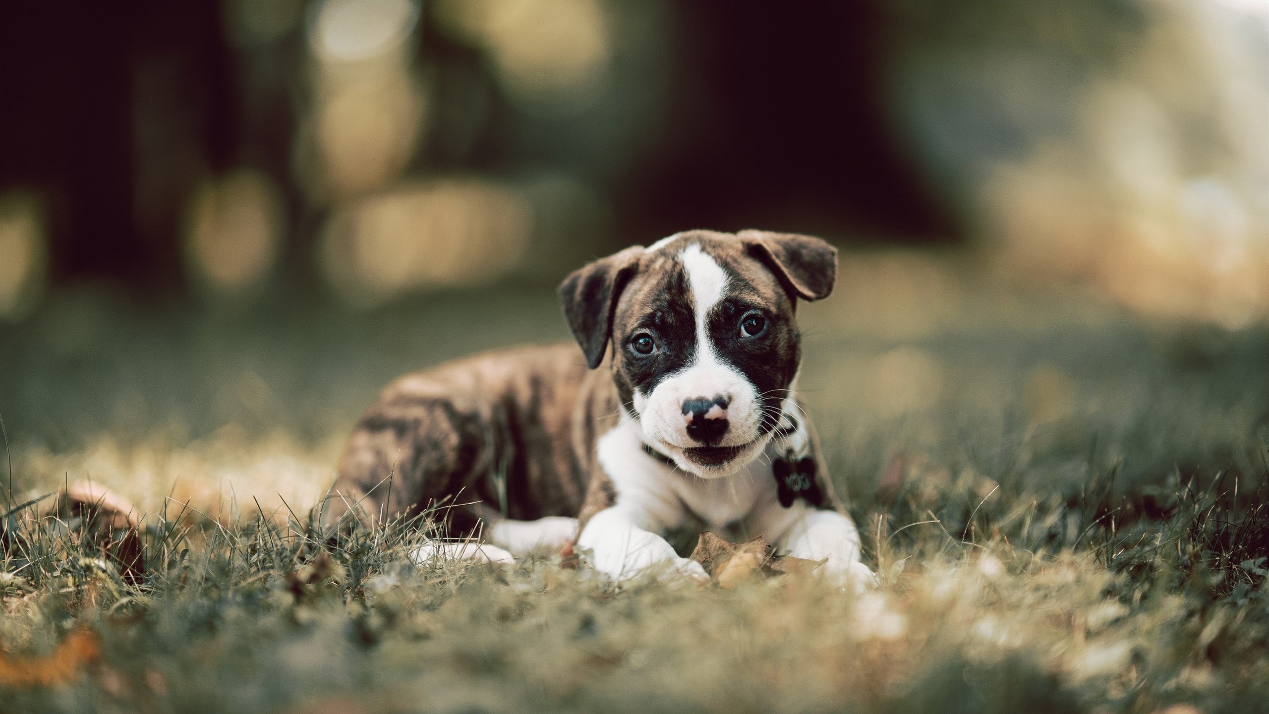 未来赛场已降临，2026世界杯全息焦点战，山西队如何稳稳拿下虚拟公牛