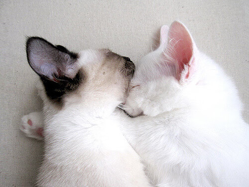 意甲焦点战之夜，门迪关键战不手软，一锤定音助球队夺冠