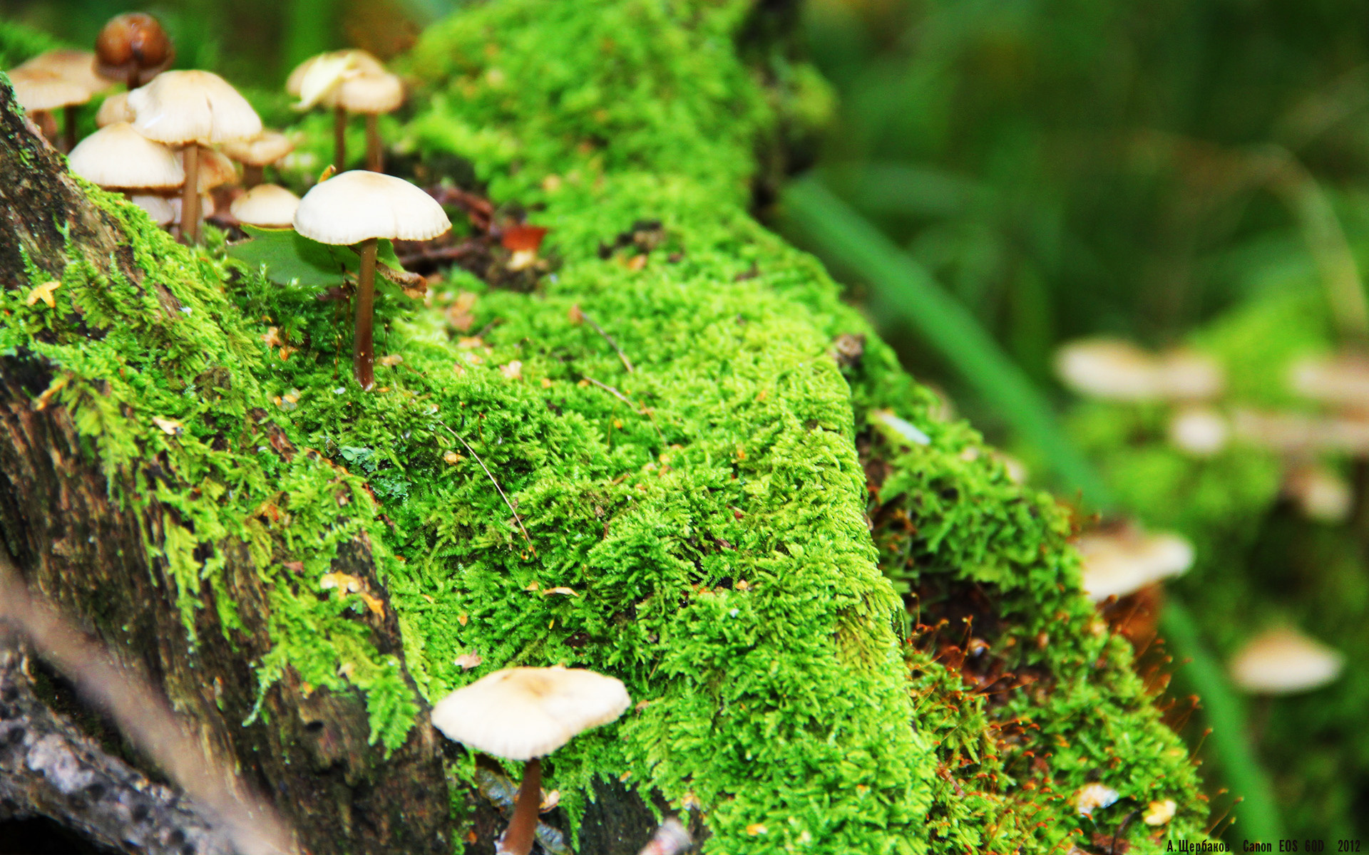 弗拉霍维奇独造三球，塞维利亚主场大胜卡迪斯