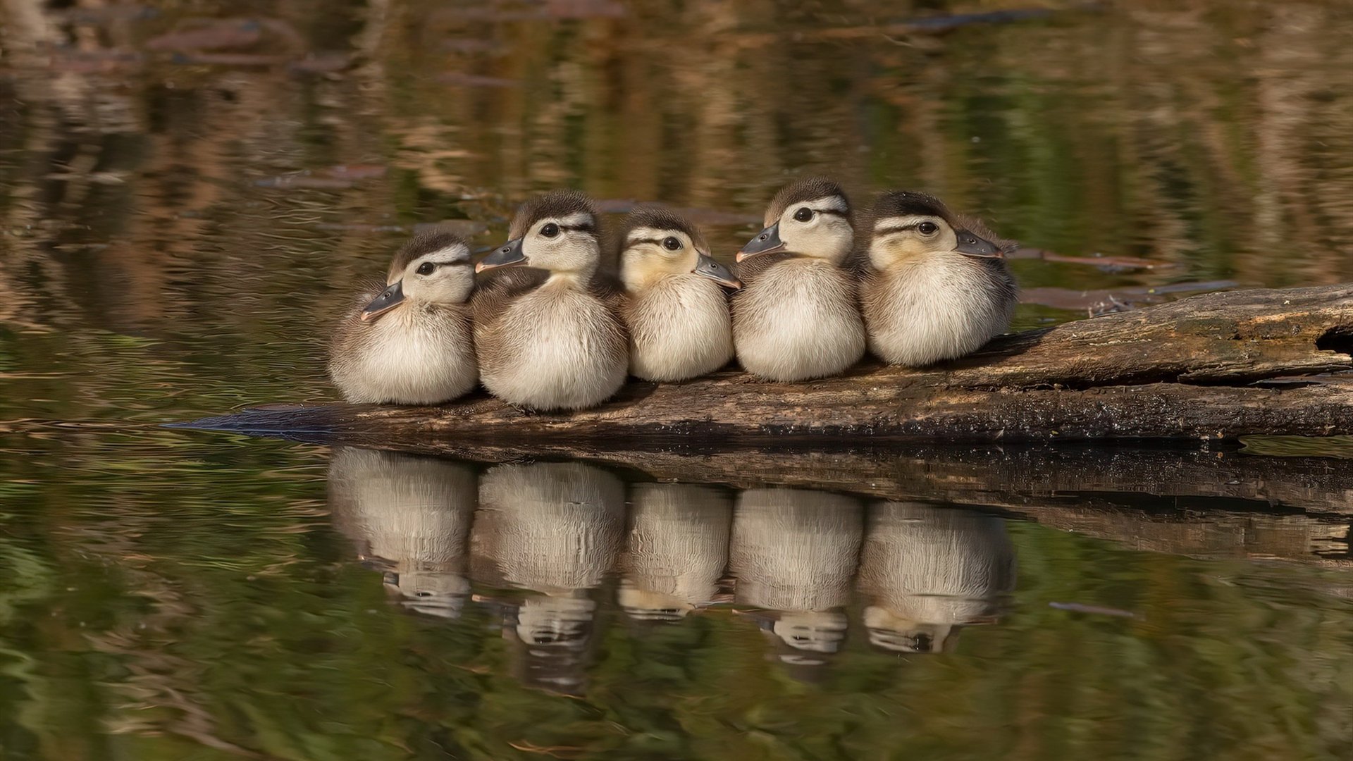 他接管比赛，可你以为他是谁？纽约麦迪逊的狂野与菲律宾球馆的轰鸣，共响着一个英雄主义神话