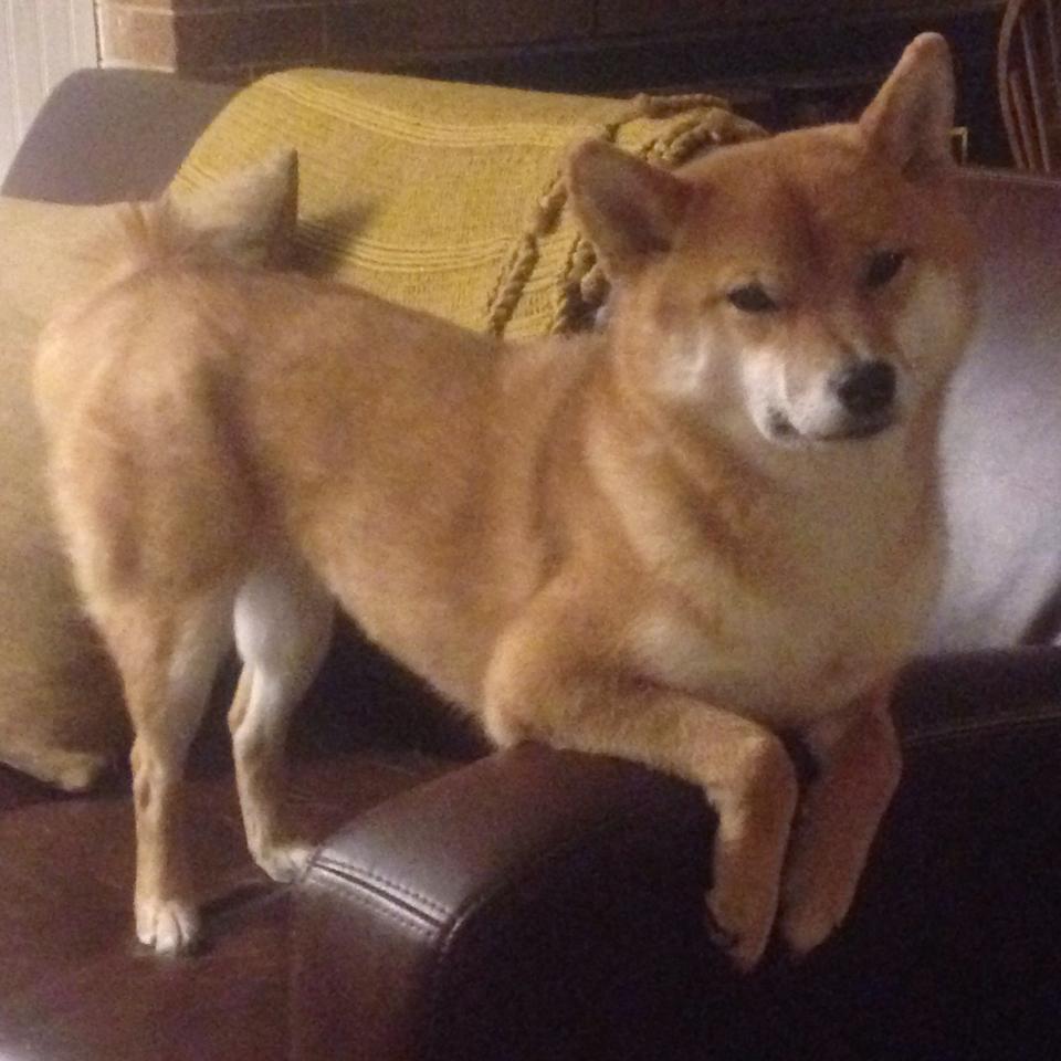 边境牌上的关键先生，当莱万成为波兰对法封锁的唯一解药