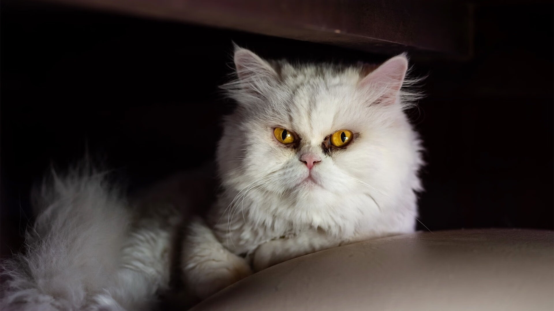 绝杀悬念！补时阶段闪电一击，加拿大抢下奥运关键门票