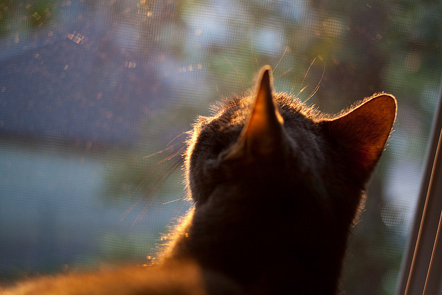 阿什拉夫接管美加墨世界杯，雷恩力克加纳的奇迹之战