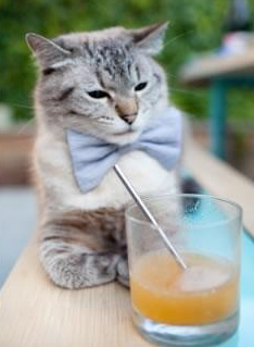 北非之鹰展翅击溃南美劲旅，戈麦斯一战封神，赛后满分评分诠释统治力