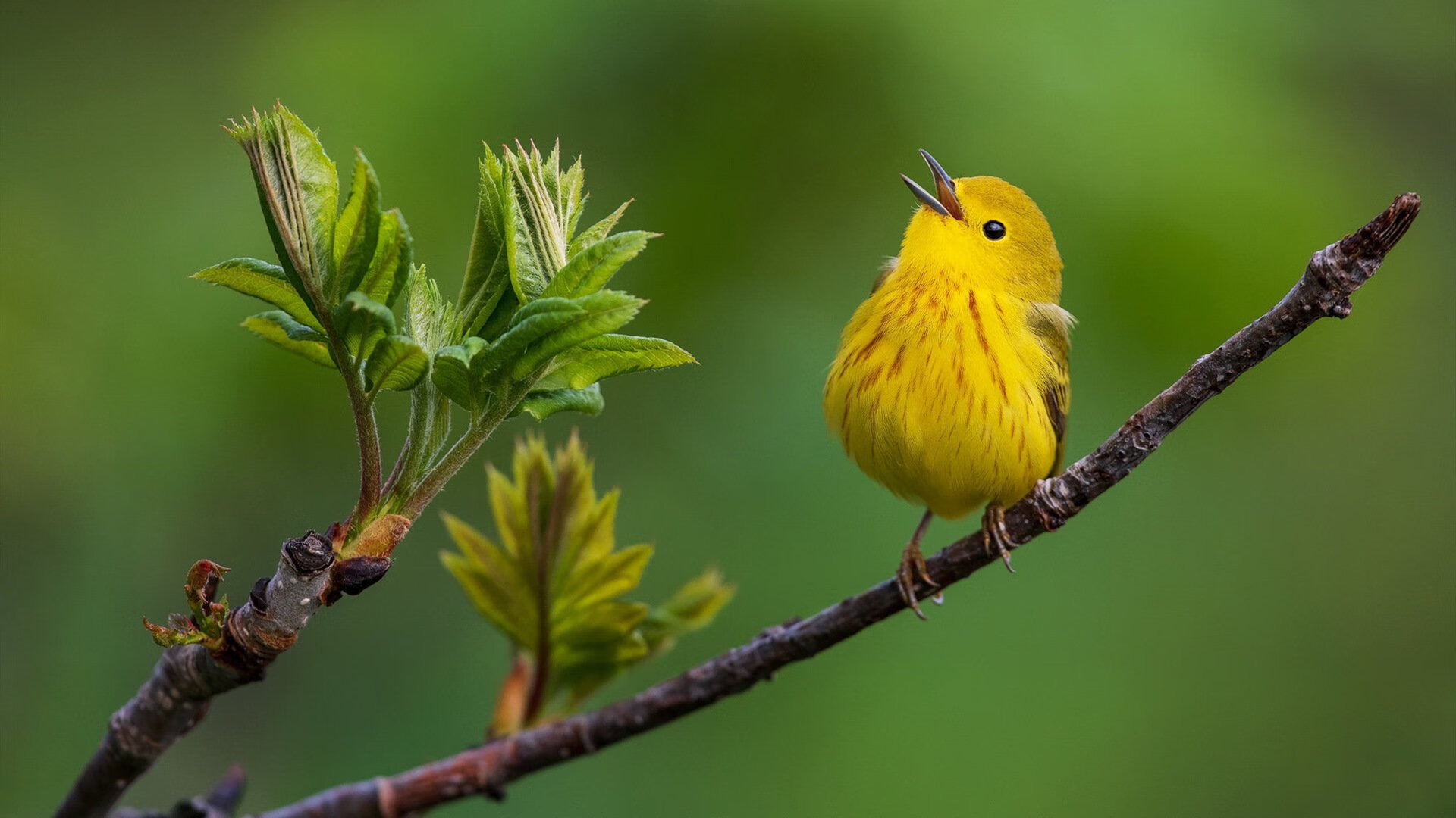 新王手中的利剑，西亚卡姆末节爆发印证国王豪赌，绝杀黄蜂背后的战术革命