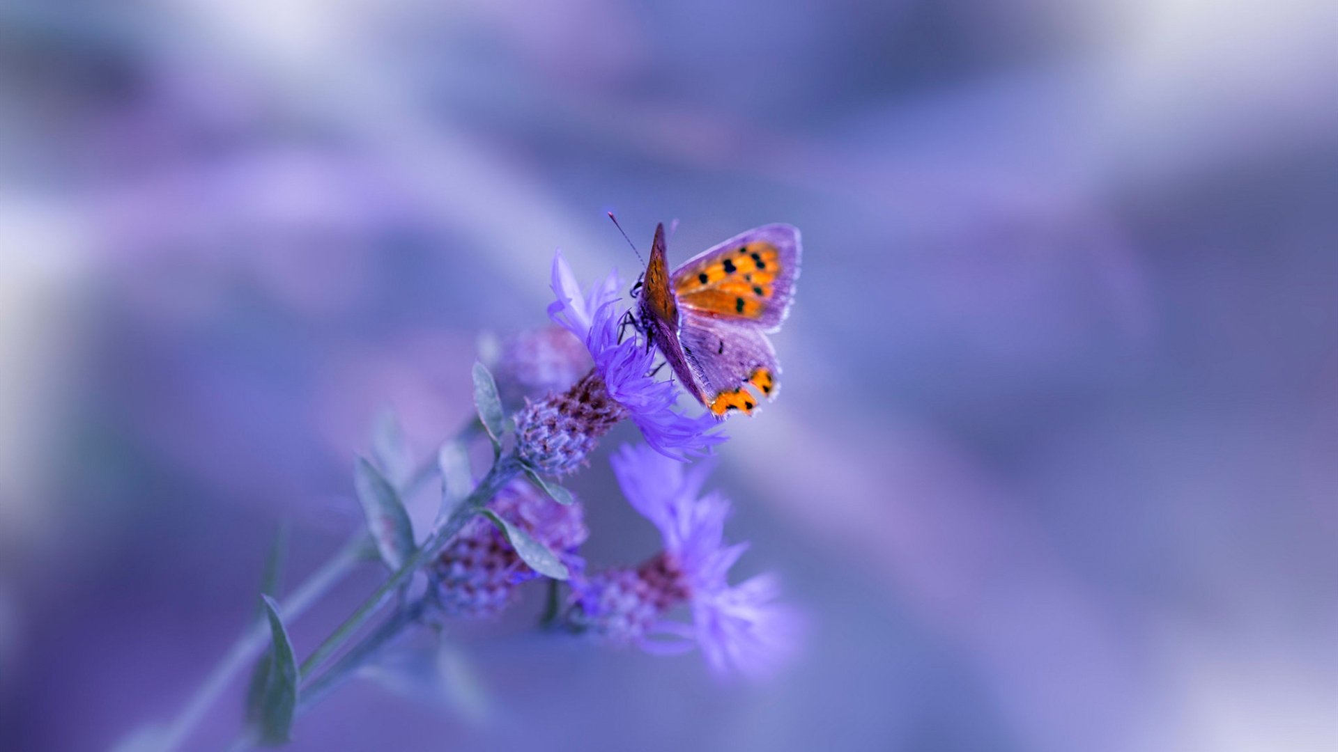 绿茵与赛道,在命运时速的交汇点爆发