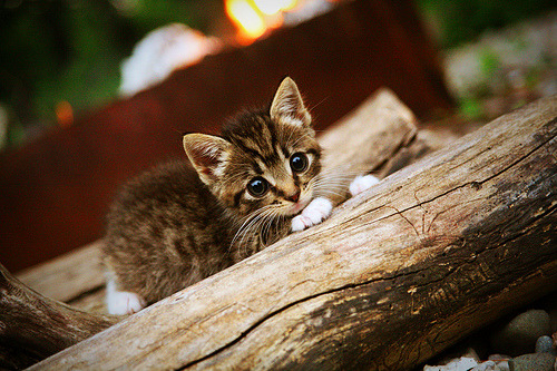 深圳队一波流击溃公牛，班凯罗如何化身孤胆英雄？