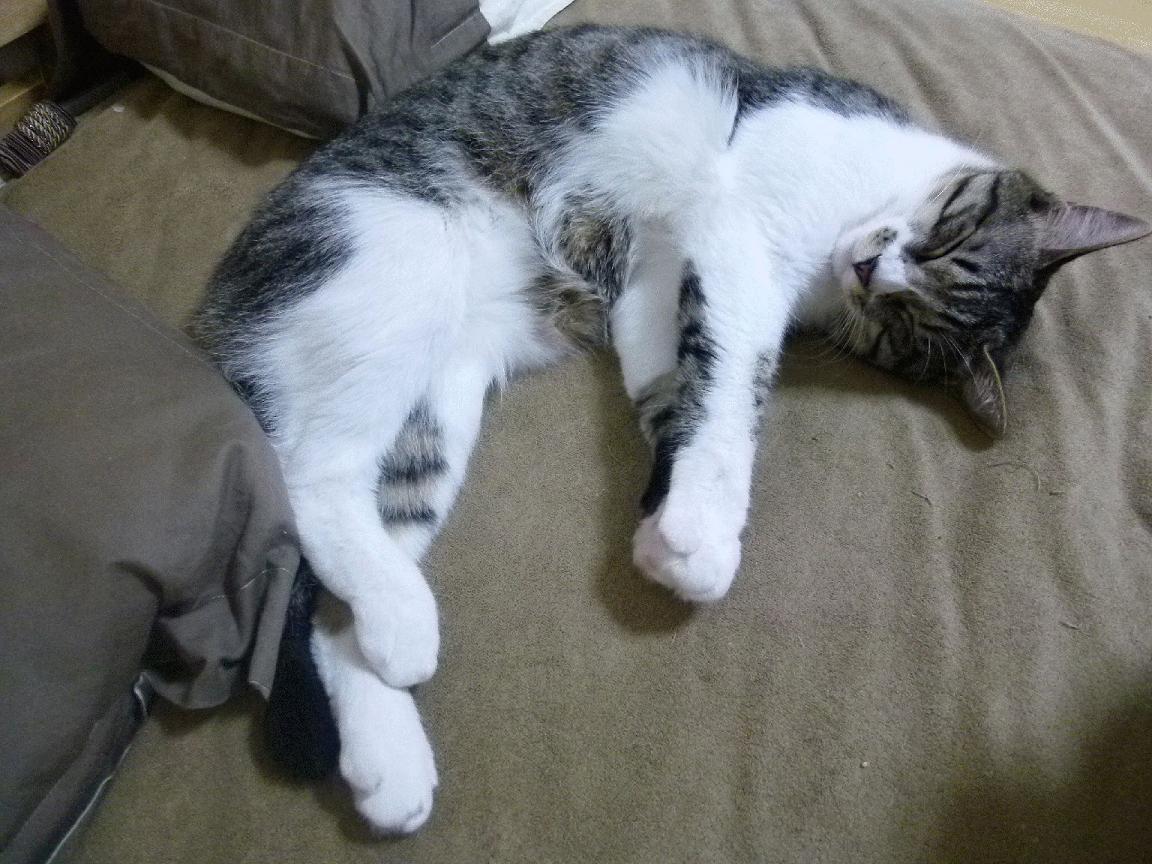 救赎与统治,福克斯封神一夜,雄鹿强势晋级挑战爵士