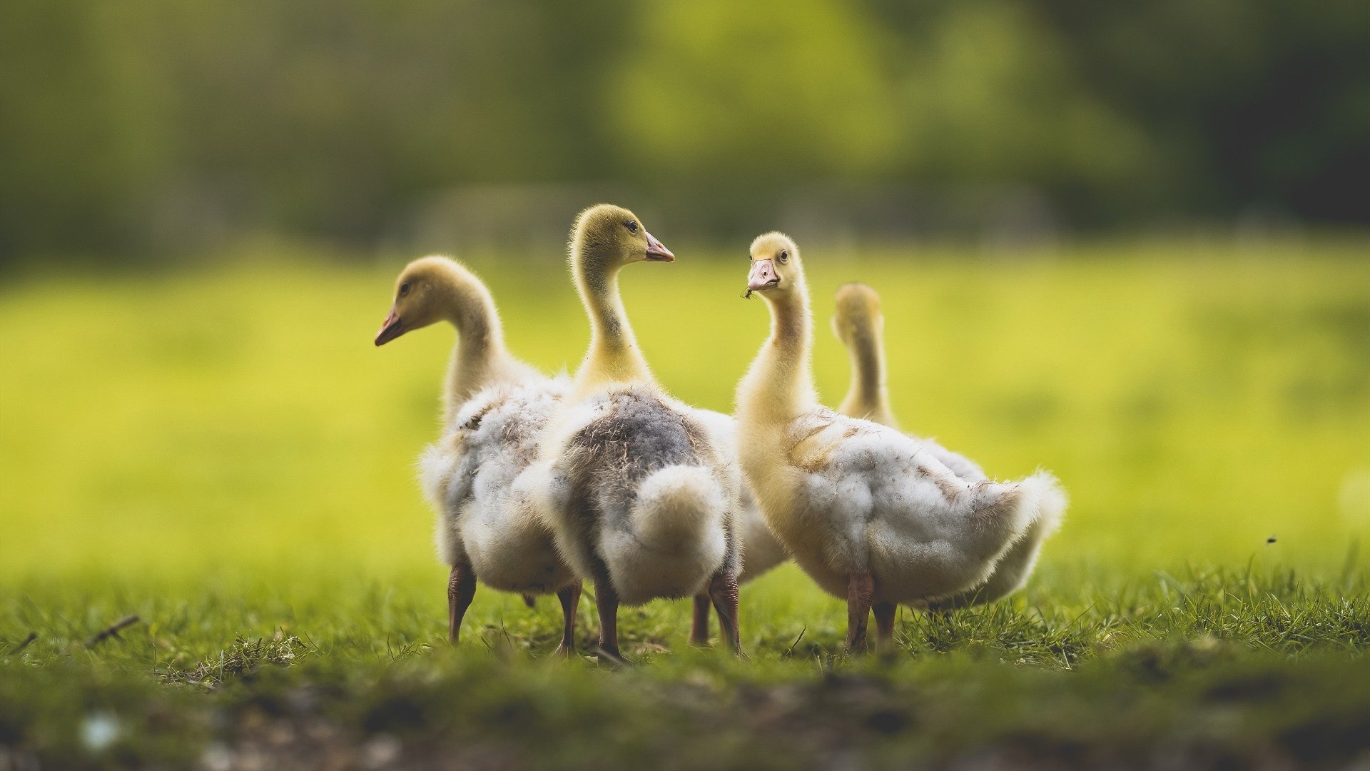从明尼苏达到墨西哥城,戈贝尔的防守哲学如何统治两个赛场